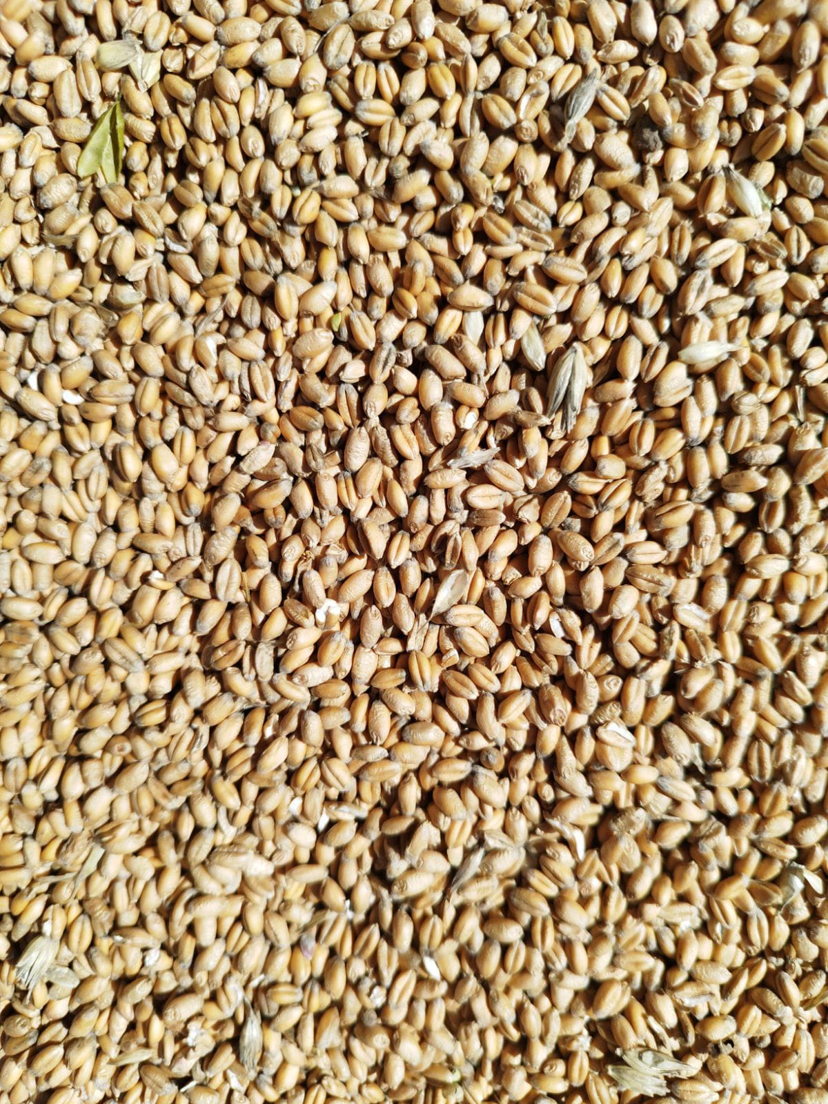 Wheat