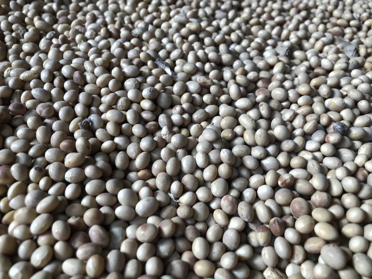 Soybean